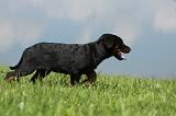 BEAUCERON - PUPPIES 189